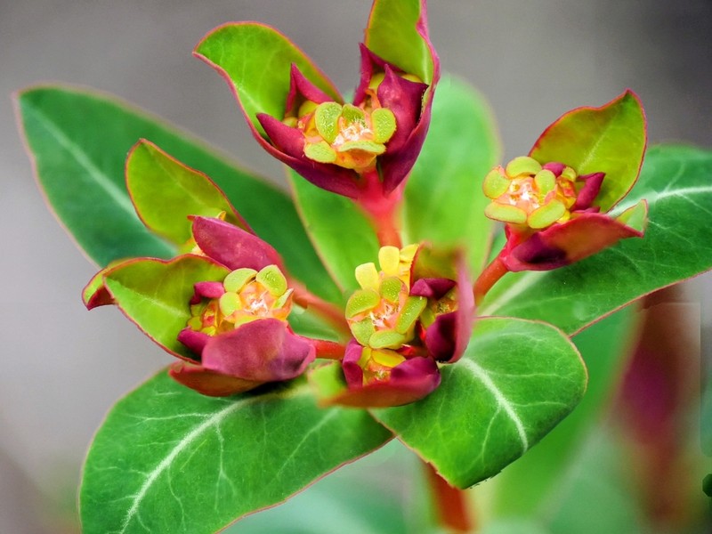 Euphorbia lemesiana photo 8