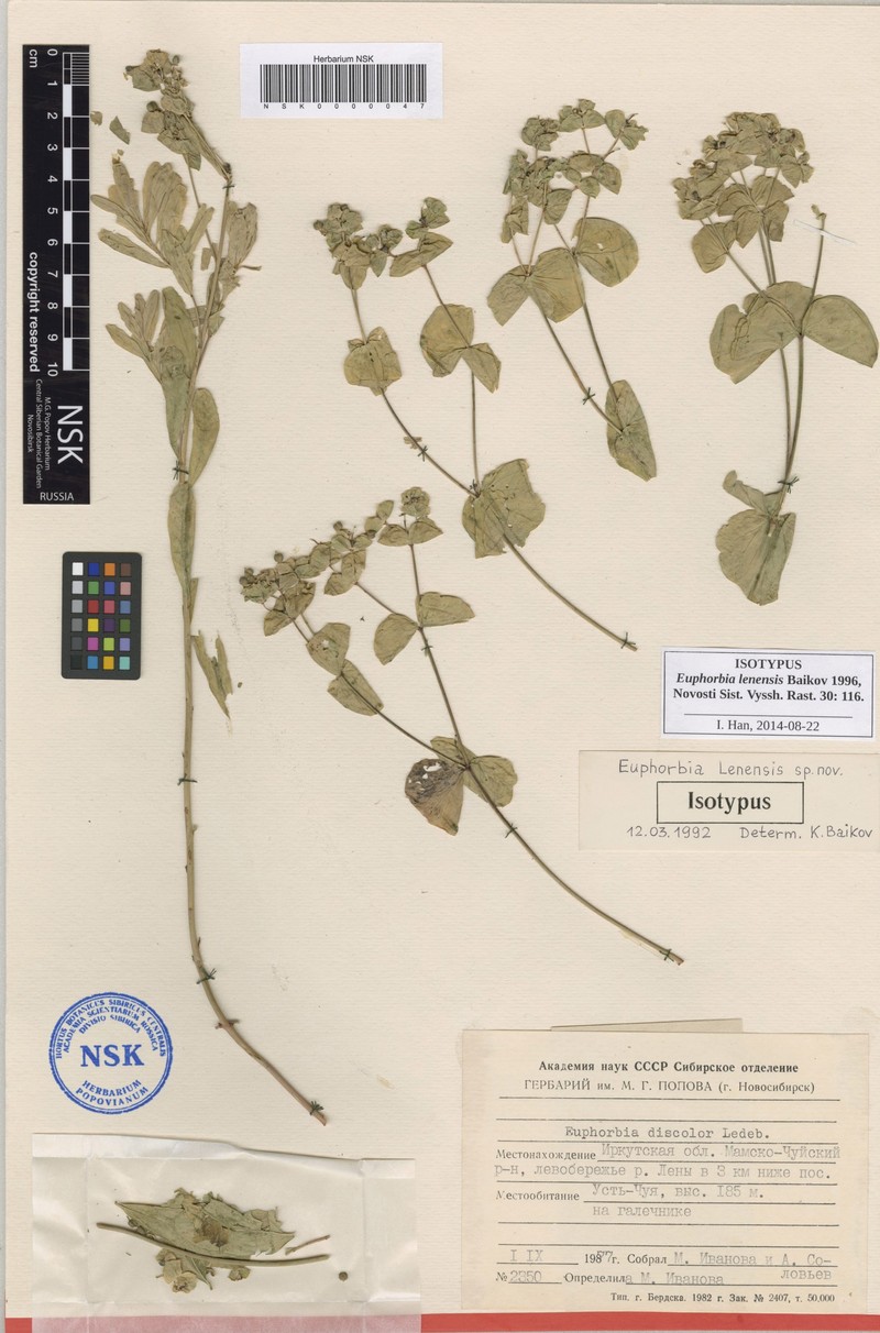 Euphorbia lenensis