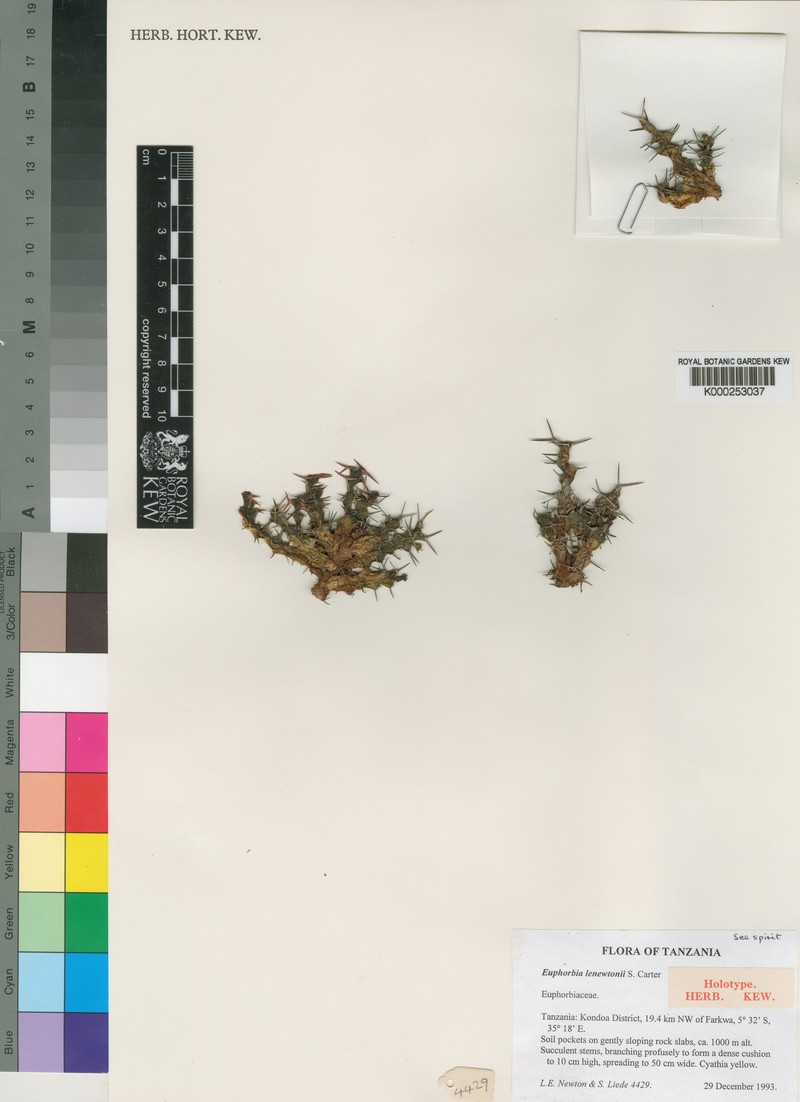 Euphorbia lenewtonii photo 2