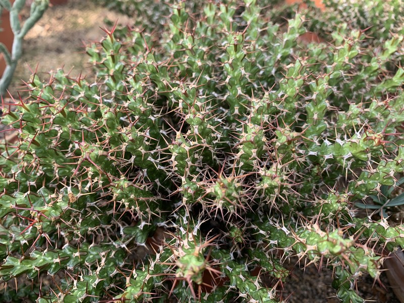 Euphorbia lenewtonii