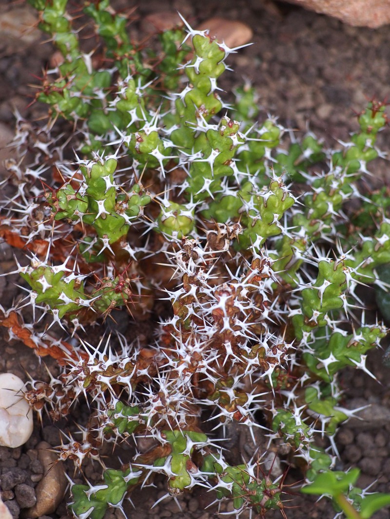 Euphorbia lenewtonii photo 3