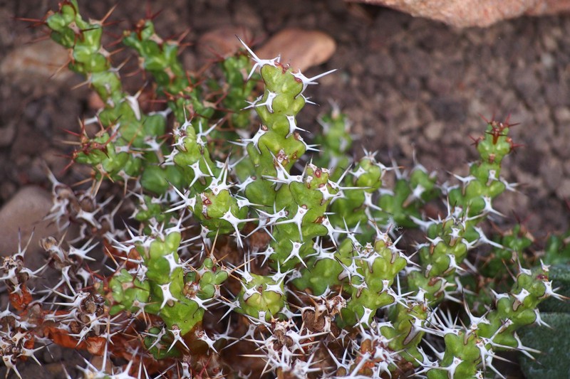 Euphorbia lenewtonii photo 4
