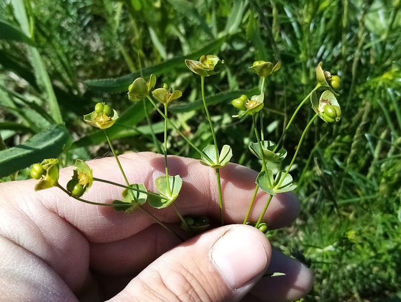 Euphorbia leptocaula photo 2