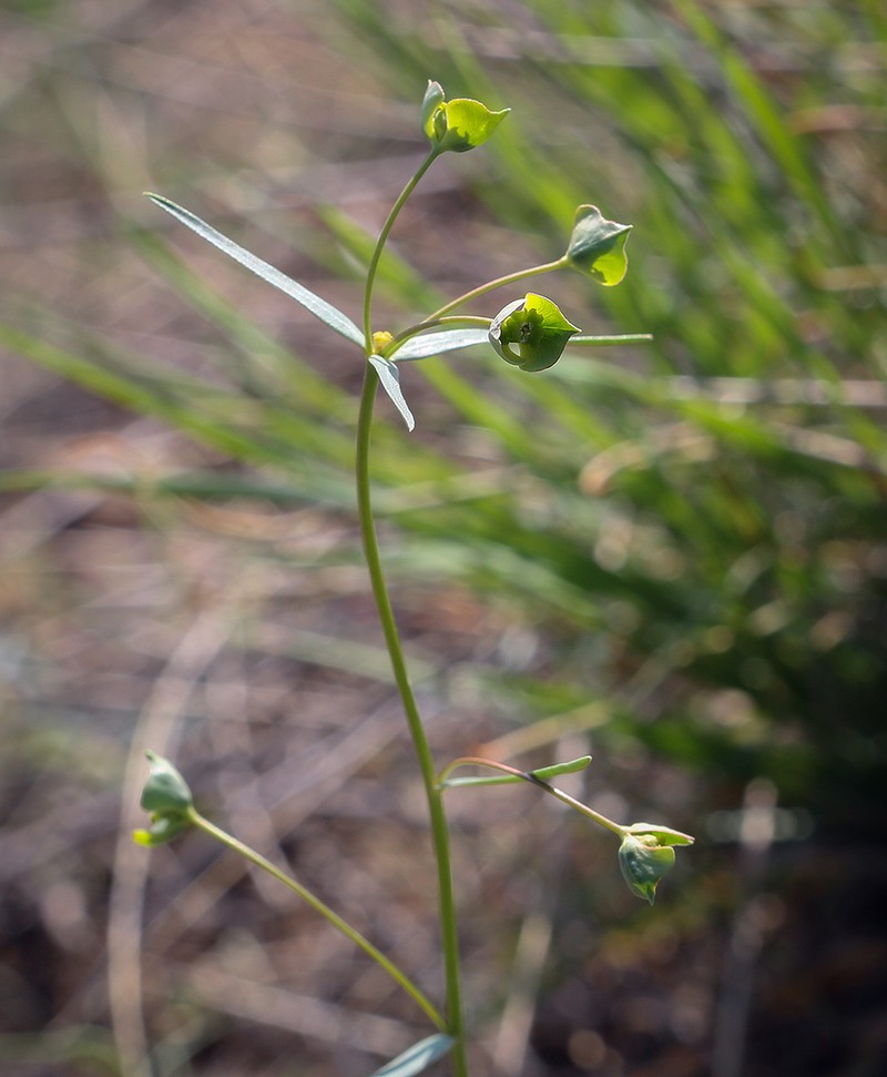 Euphorbia leptocaula photo 3