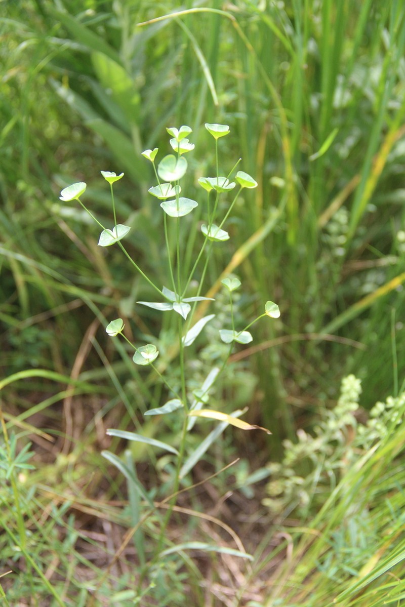 Euphorbia leptocaula photo 4