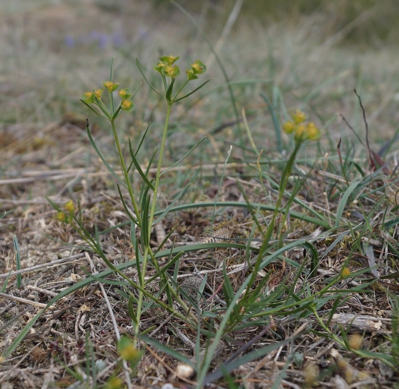 Euphorbia leptocaula photo 5