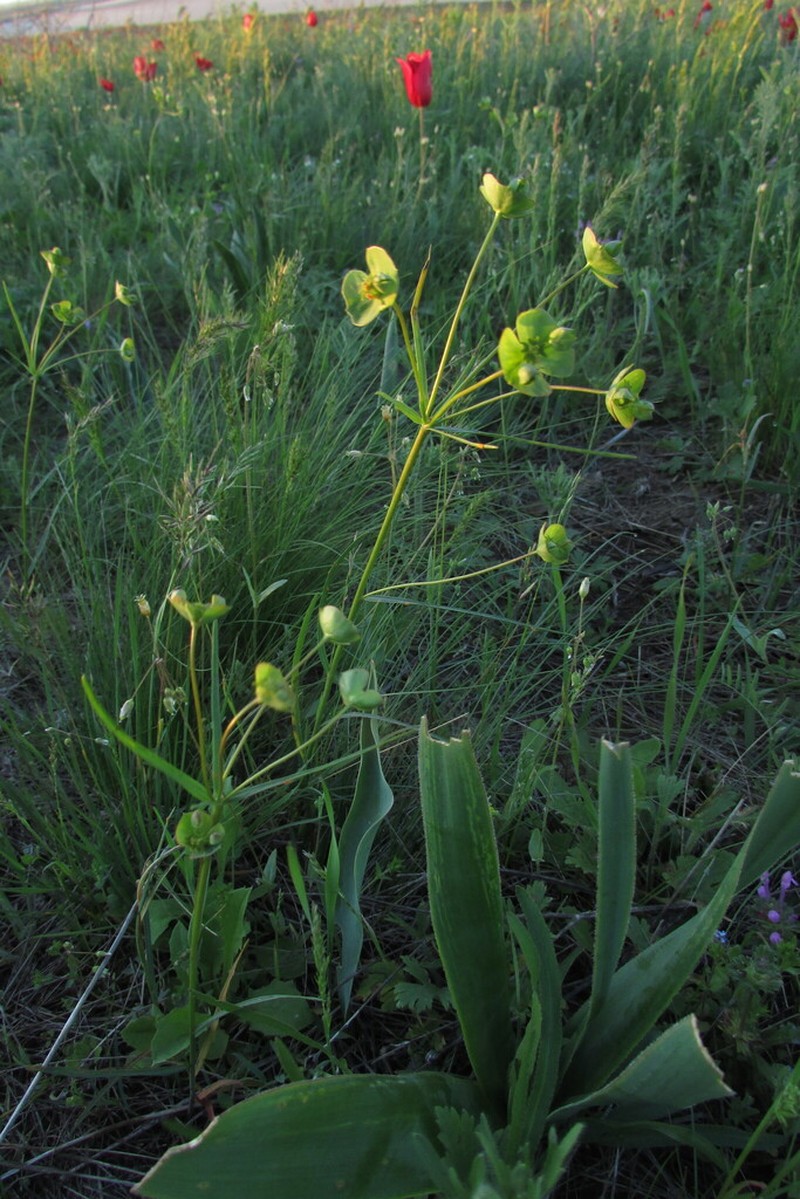 Euphorbia leptocaula photo 6