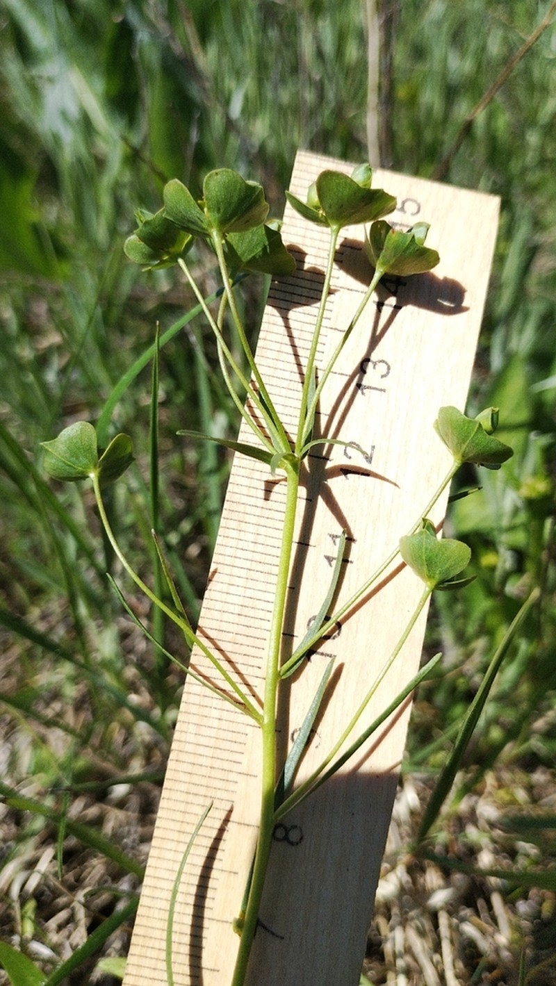 Euphorbia leptocaula photo 7