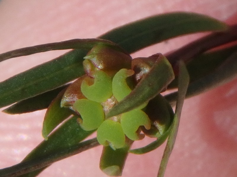 Euphorbia leptocaula photo 8