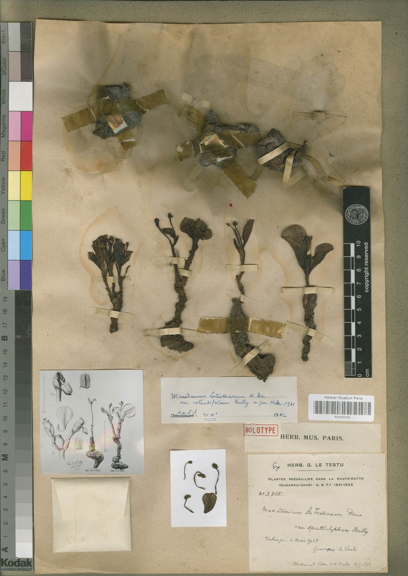 Euphorbia letestuana