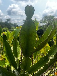 Euphorbia letestui
