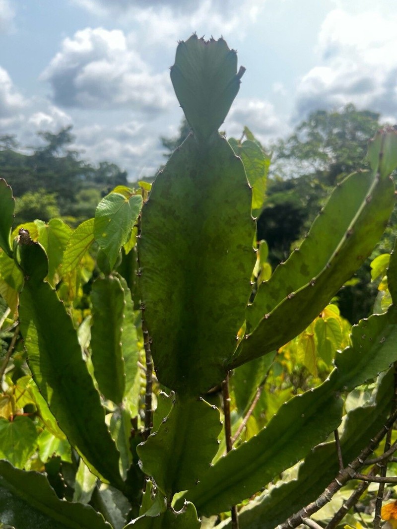 Euphorbia letestui