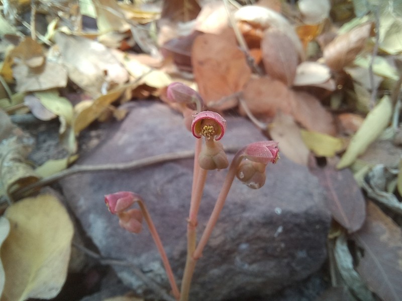 Euphorbia letouzeyana