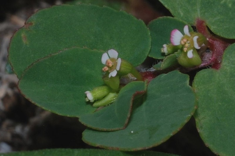 Euphorbia leucantha