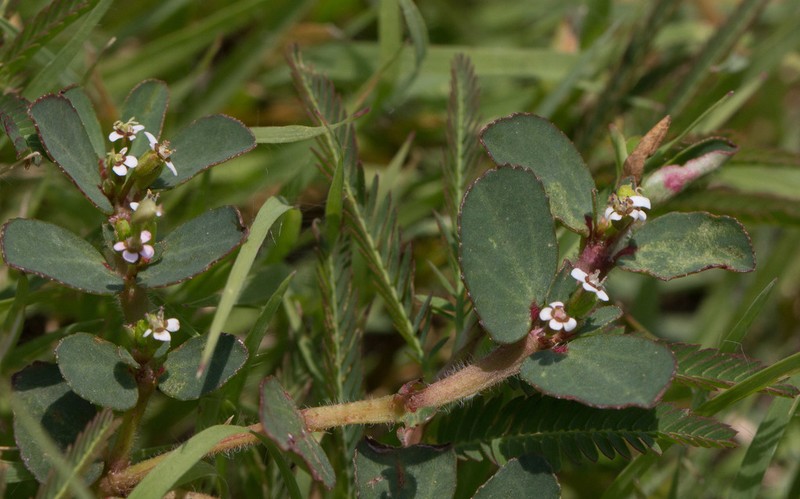 Euphorbia leucantha photo 2