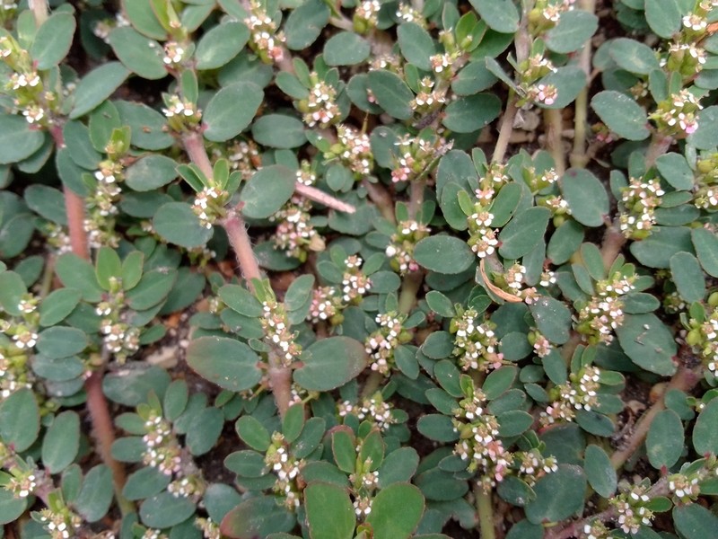 Euphorbia leucantha photo 3