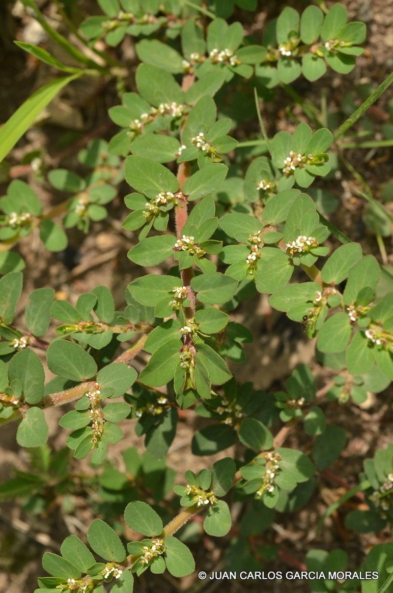 Euphorbia leucantha photo 4