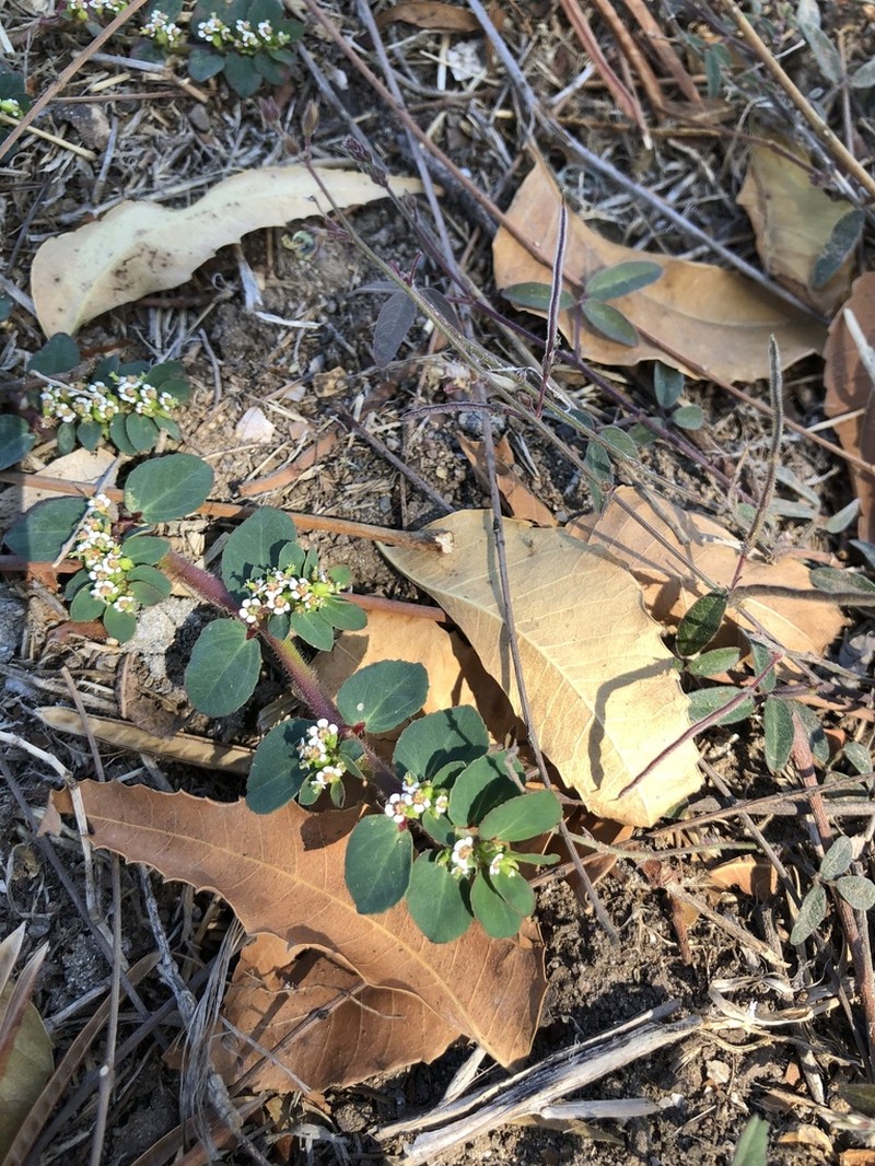 Euphorbia leucantha photo 6