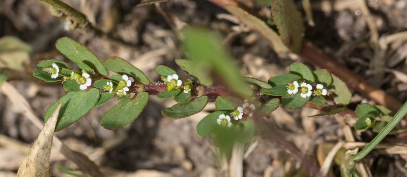 Euphorbia leucantha photo 8