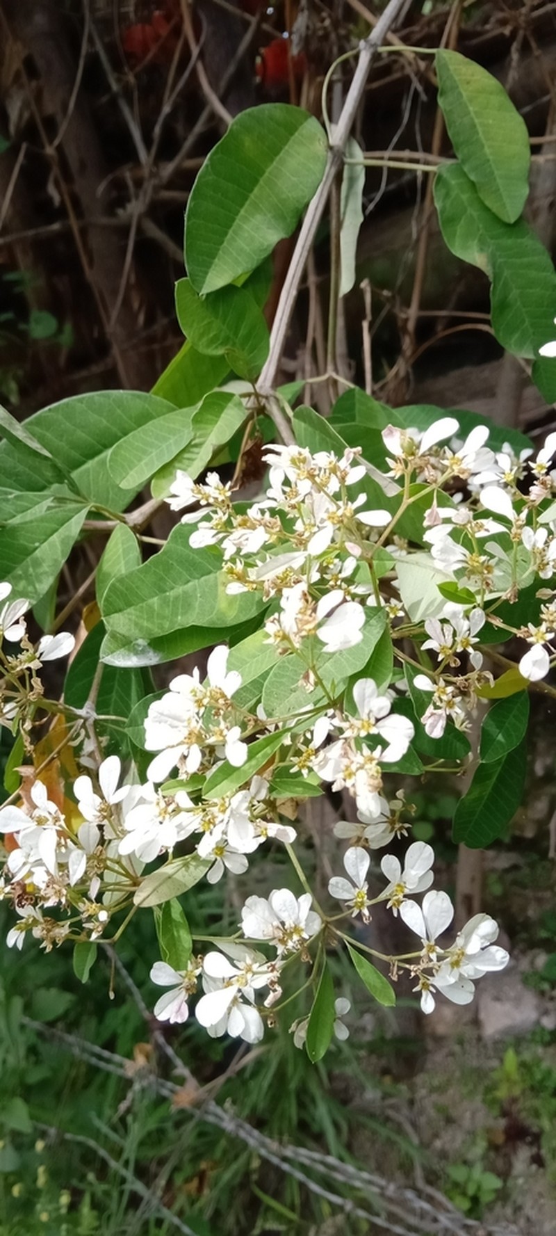 Pascuita photo 3