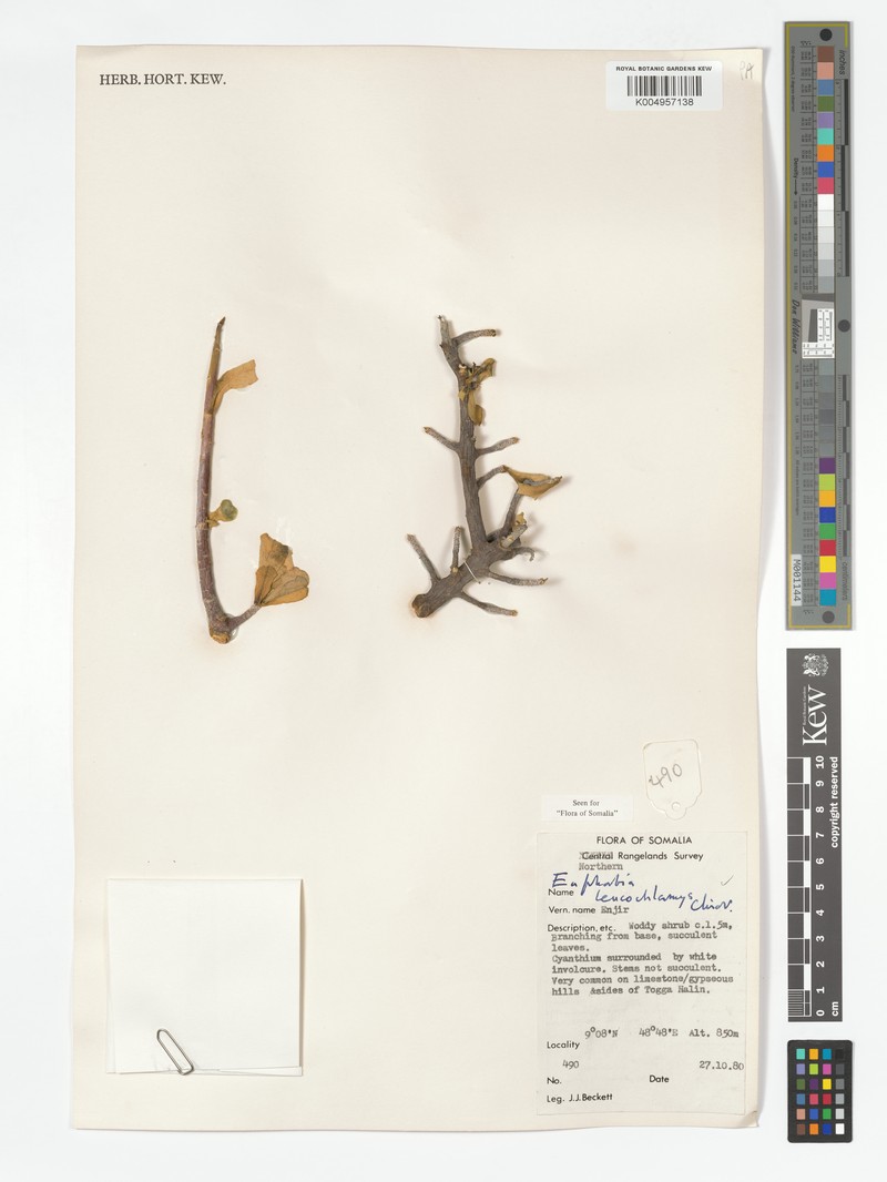 Euphorbia leucochlamys