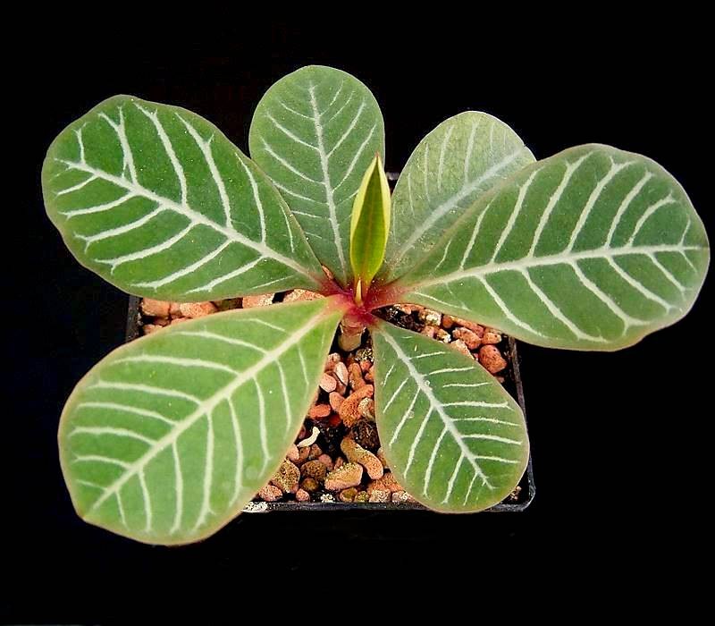 Euphorbia leuconeura