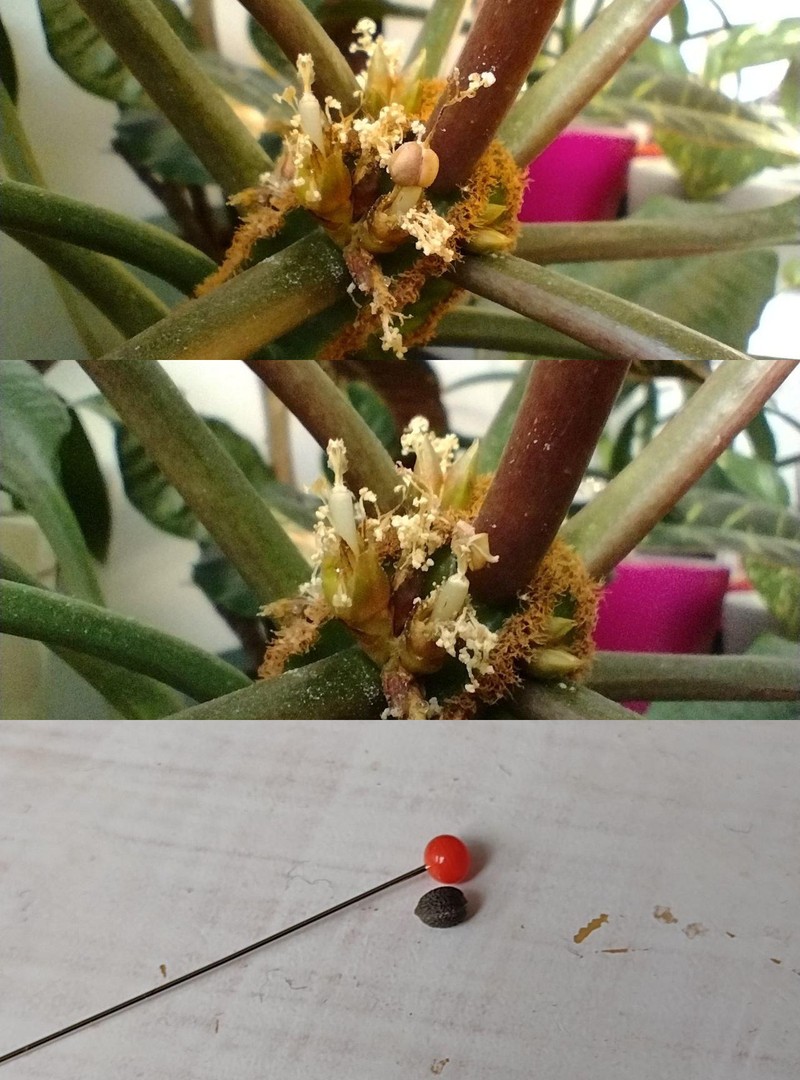 Euphorbia leuconeura photo 2
