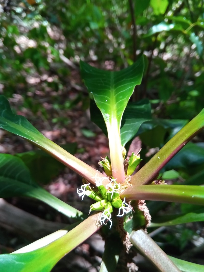 Euphorbia leuconeura photo 3