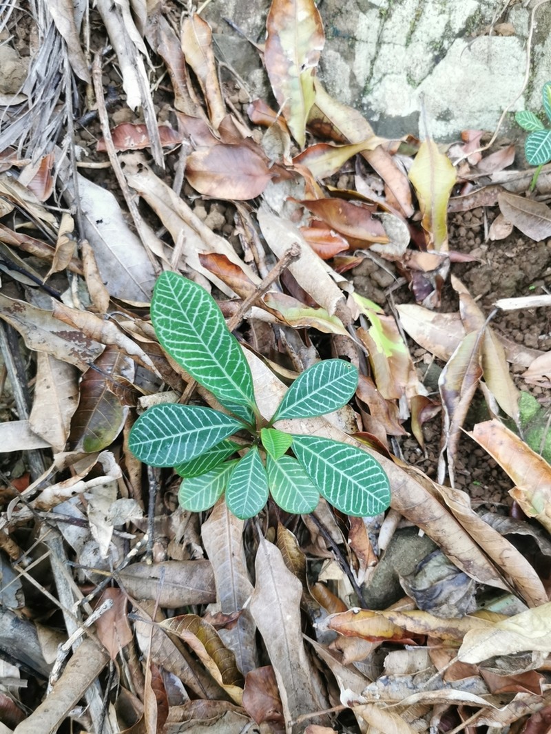 Euphorbia leuconeura photo 6
