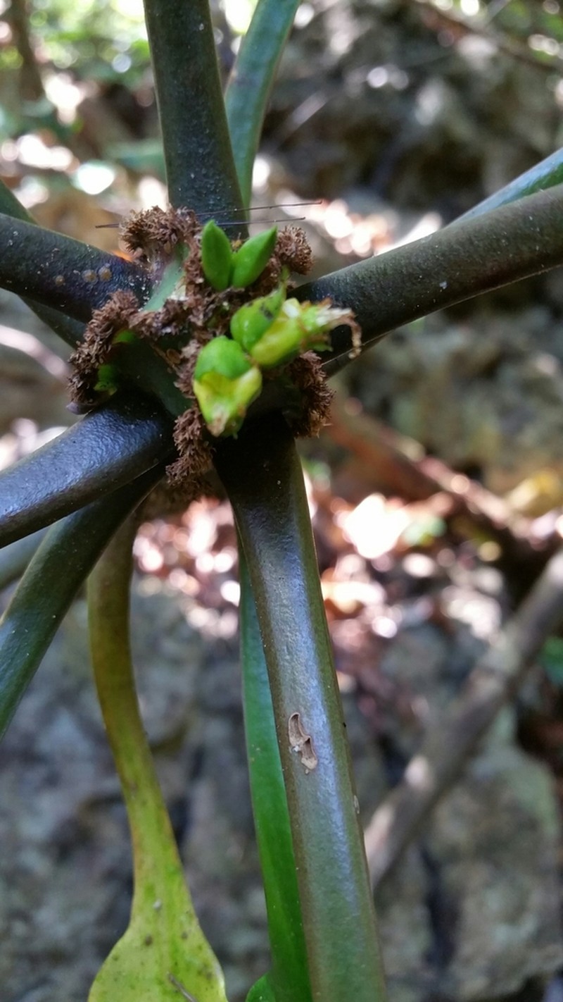 Euphorbia leuconeura photo 7