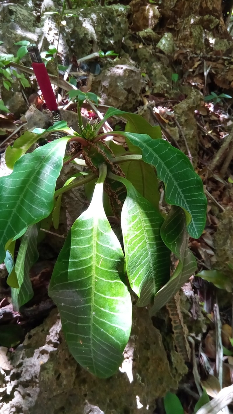 Euphorbia leuconeura photo 8