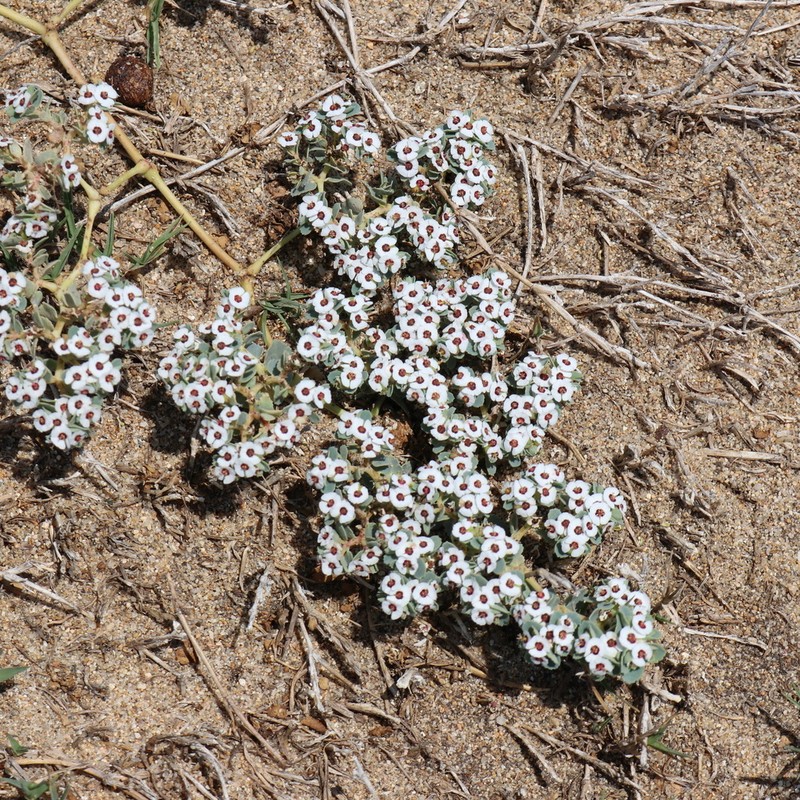 Euphorbia leucophylla