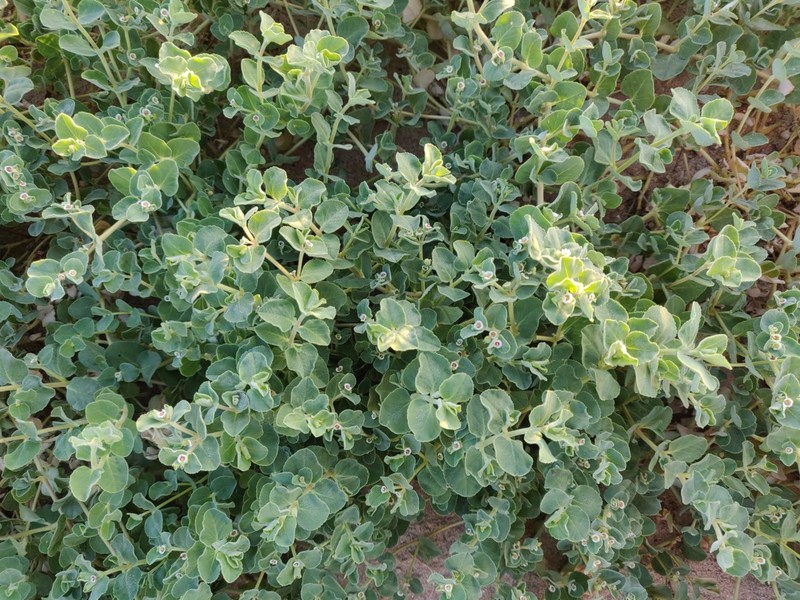 Euphorbia leucophylla photo 2