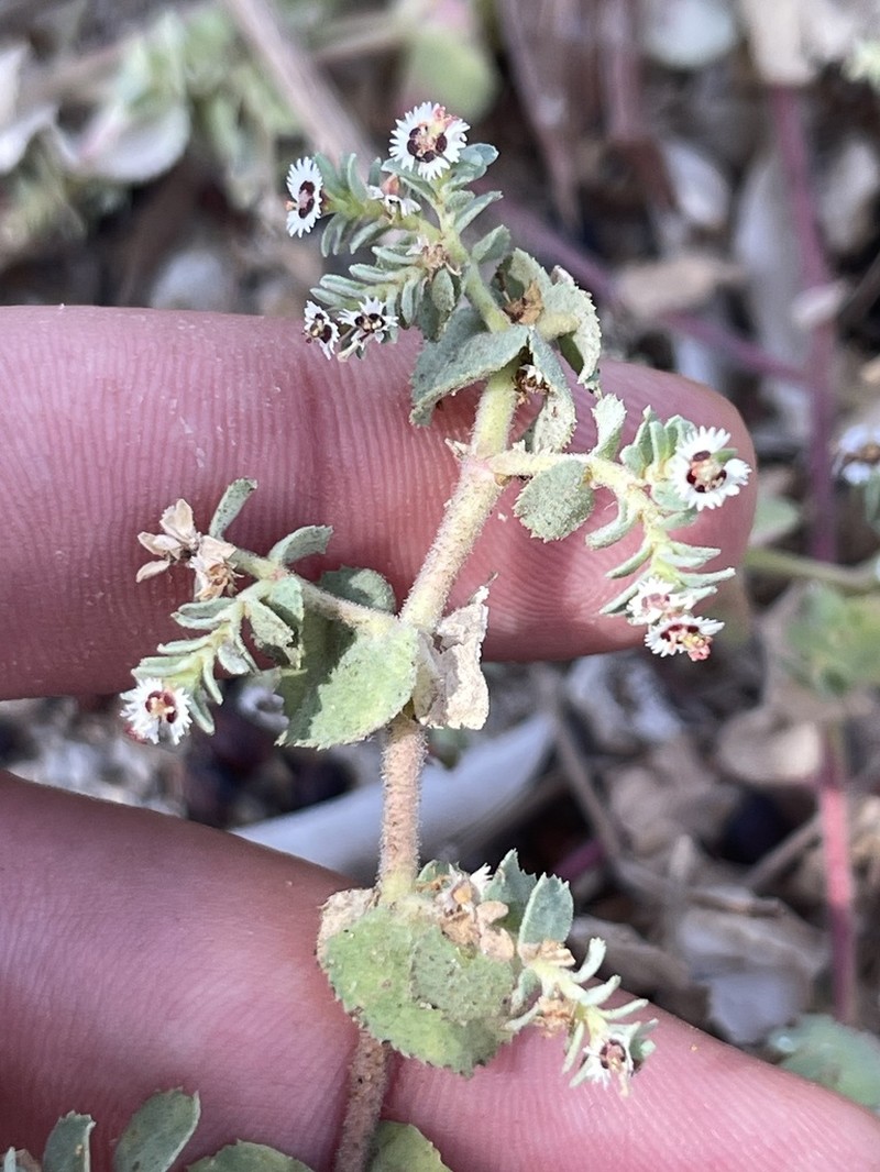 Euphorbia leucophylla photo 3