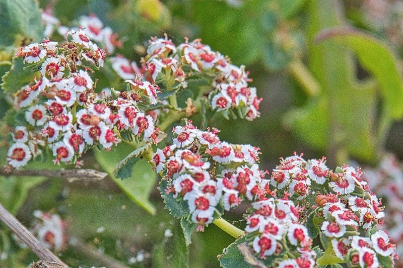 Euphorbia leucophylla photo 4