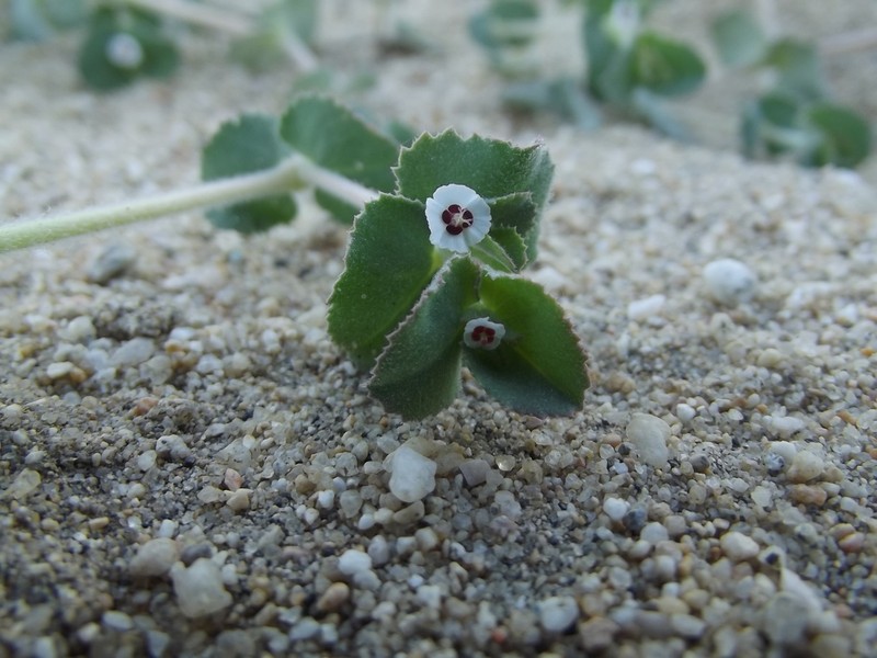 Euphorbia leucophylla photo 5