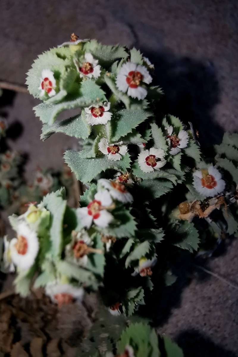 Euphorbia leucophylla photo 6