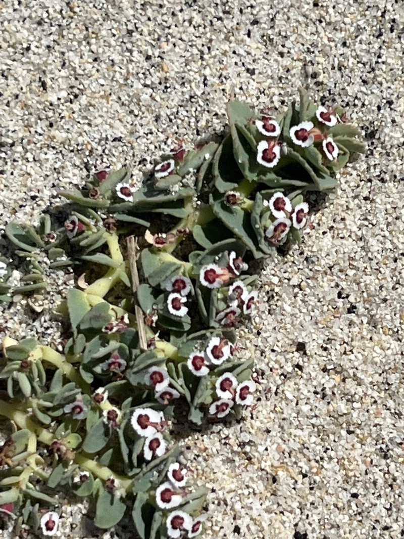 Euphorbia leucophylla photo 8