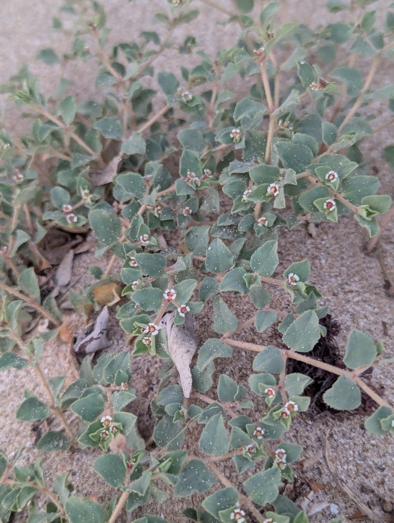 Euphorbia leucophylla subsp. comcaacorum