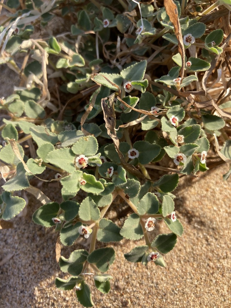 Euphorbia leucophylla subsp. comcaacorum photo 2