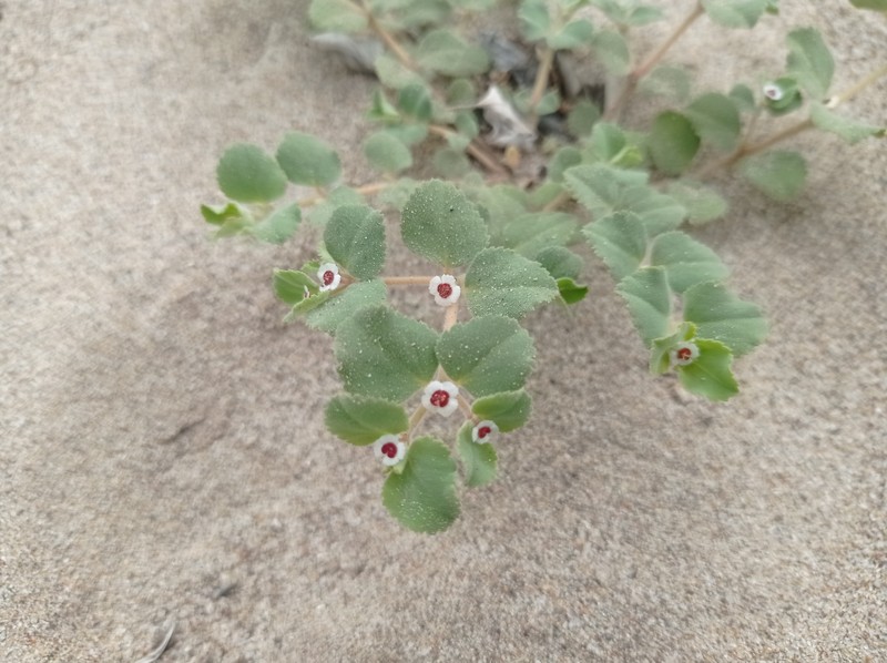 Euphorbia leucophylla subsp. comcaacorum photo 3