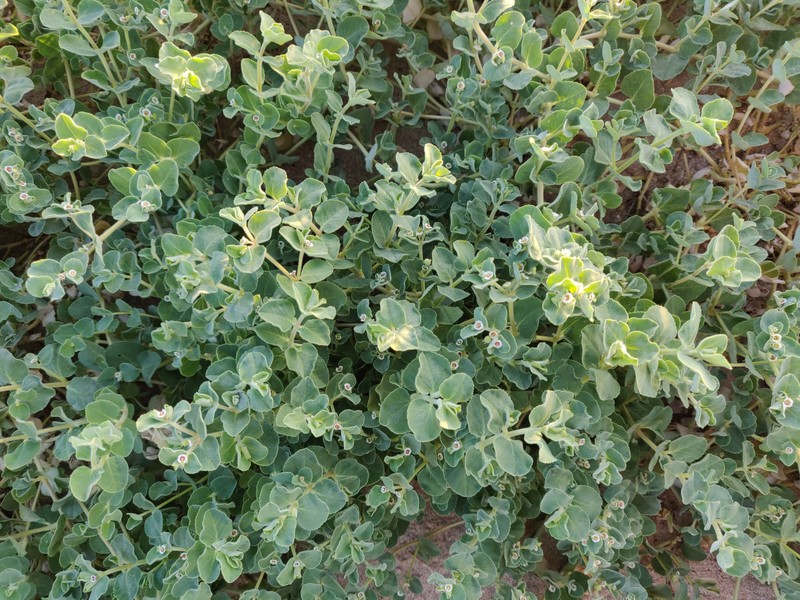 Euphorbia leucophylla subsp. comcaacorum photo 4