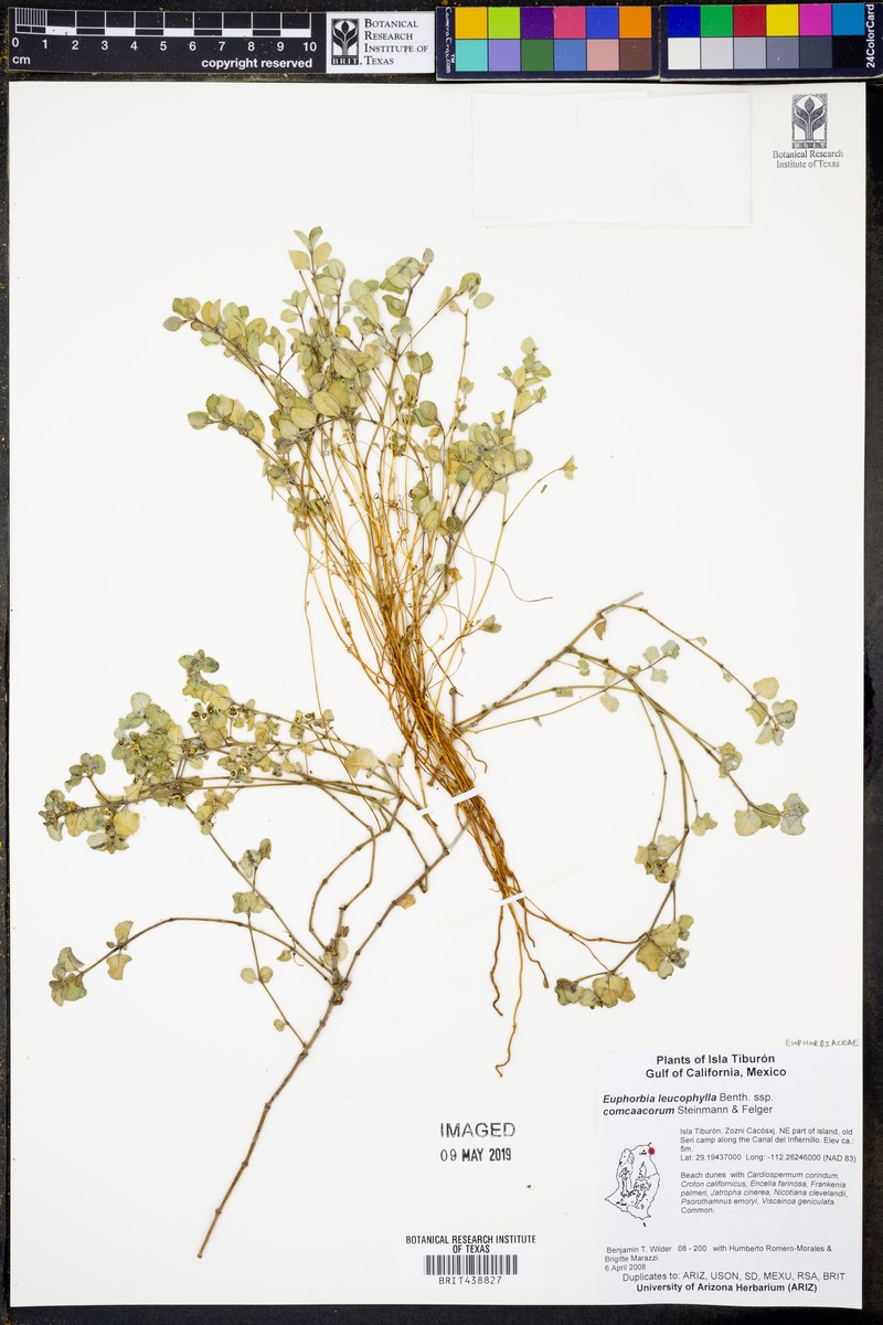 Euphorbia leucophylla subsp. comcaacorum photo 5