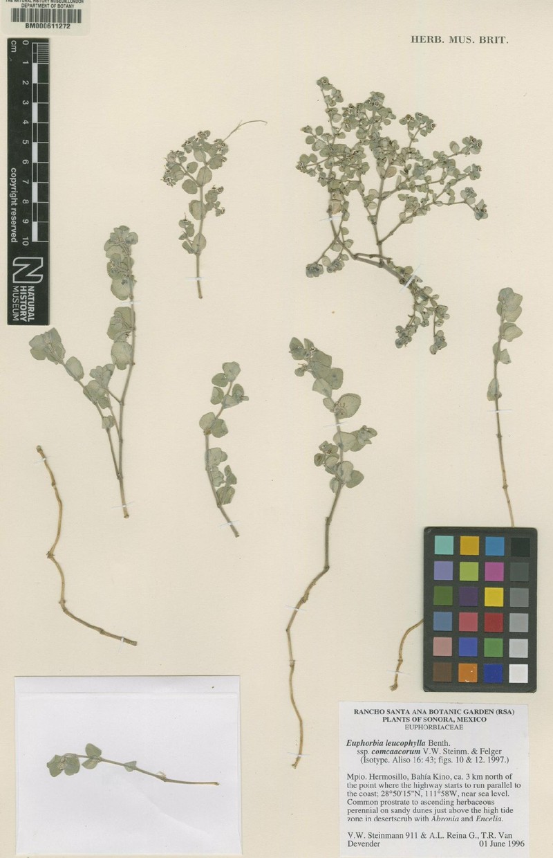 Euphorbia leucophylla subsp. comcaacorum photo 6
