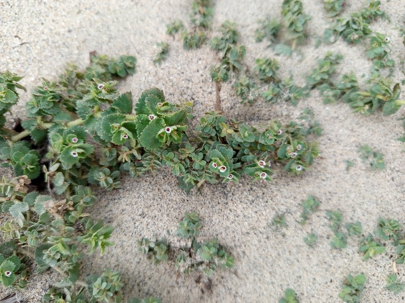 Euphorbia leucophylla subsp. leucophylla