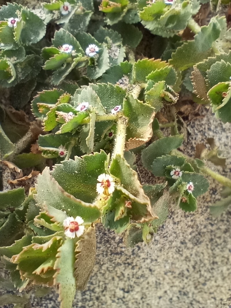 Euphorbia leucophylla subsp. leucophylla photo 2