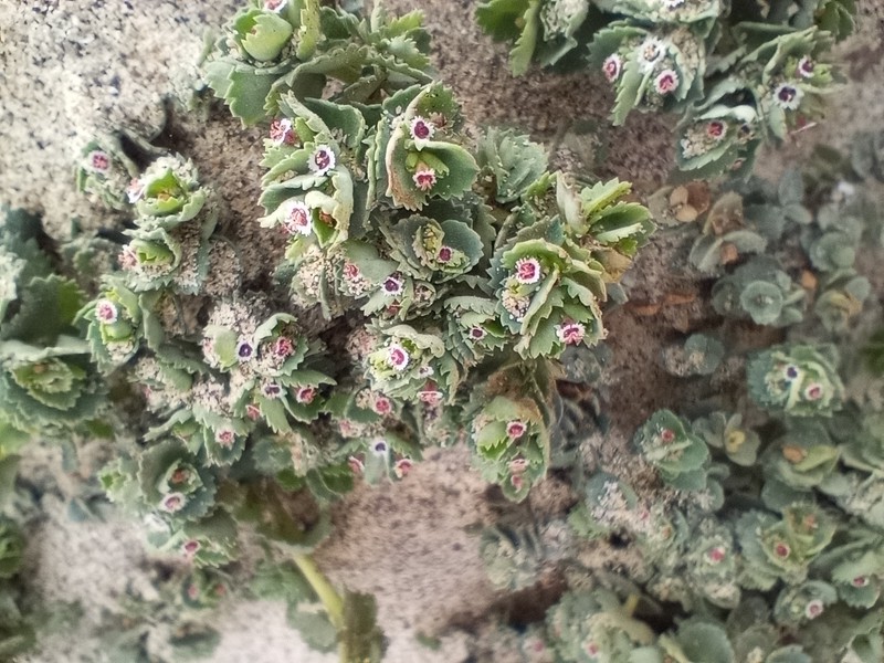 Euphorbia leucophylla subsp. leucophylla photo 3