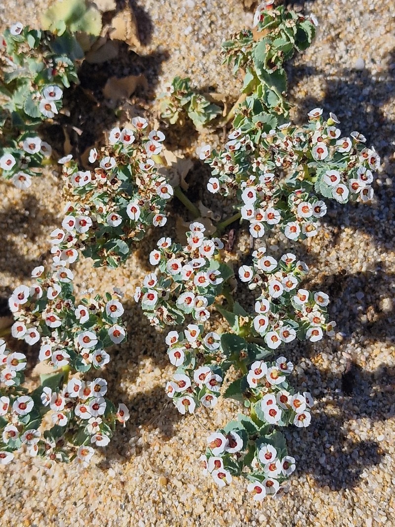 Euphorbia leucophylla subsp. leucophylla photo 4
