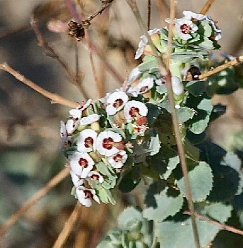 Euphorbia leucophylla subsp. leucophylla photo 5