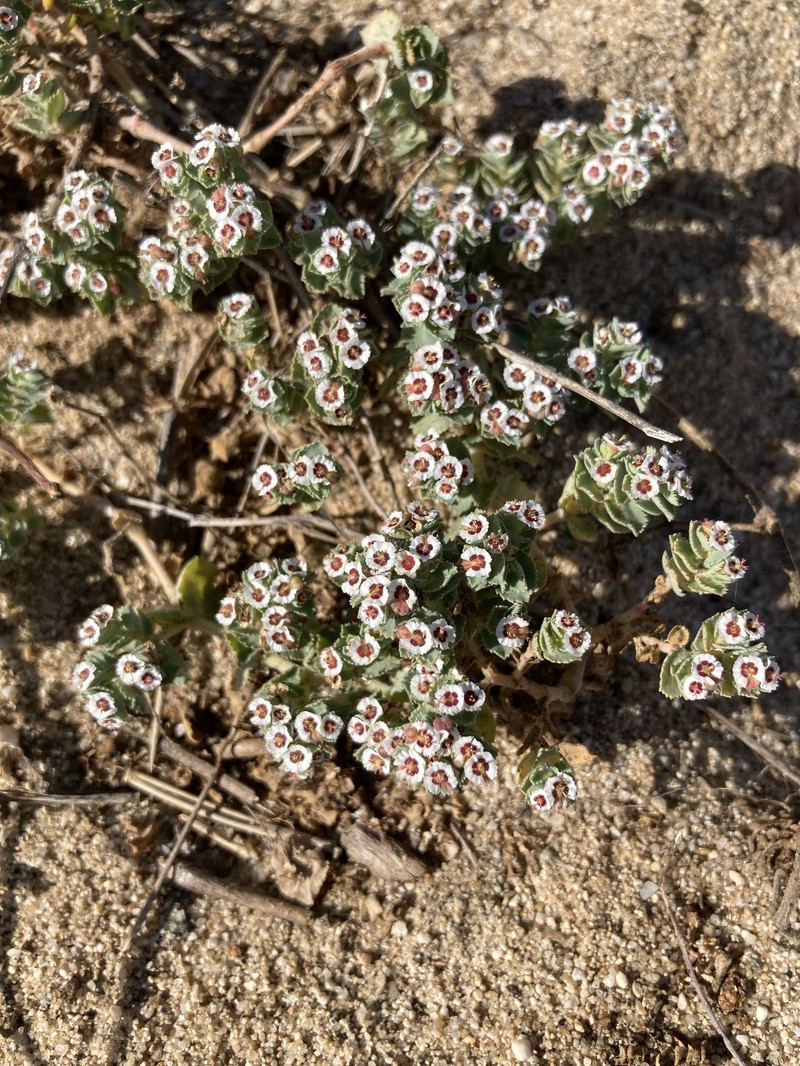 Euphorbia leucophylla subsp. leucophylla photo 6
